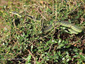 Boomslang