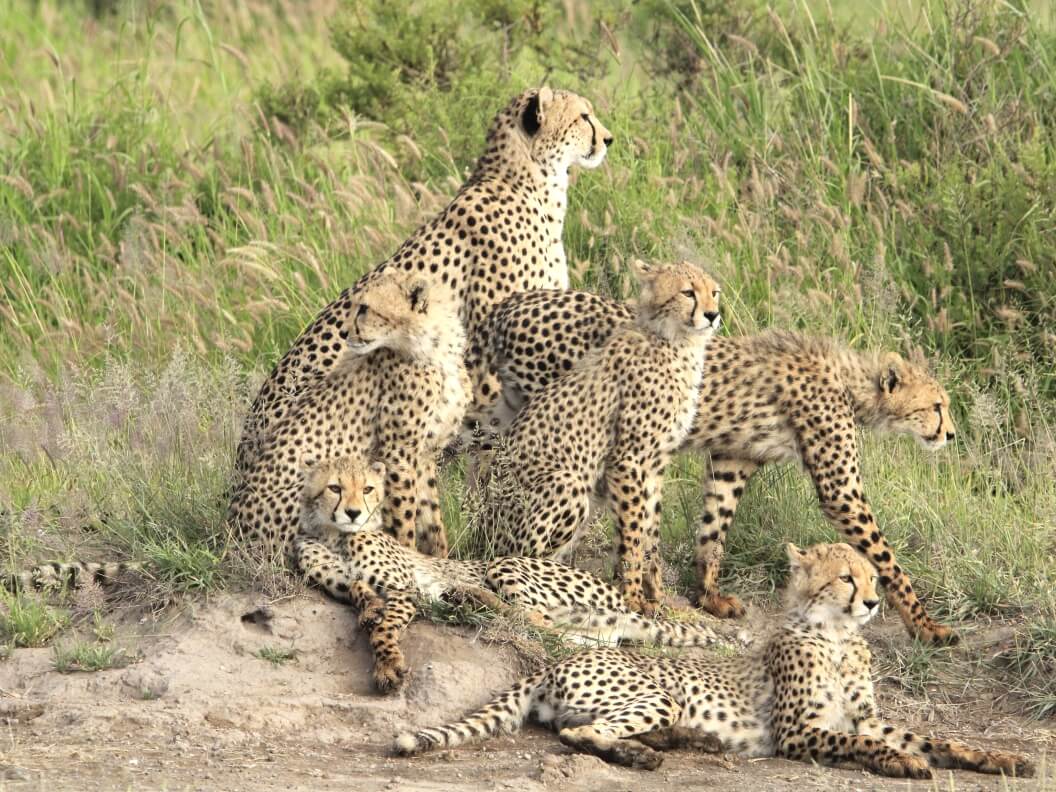 Cheetah