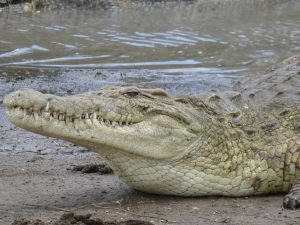 Crocodile