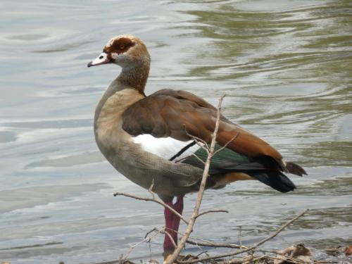 Egyptian Goose