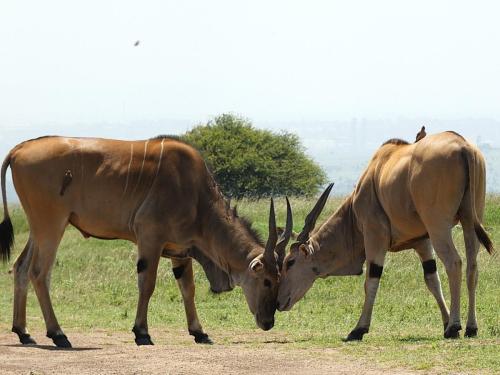 Eland