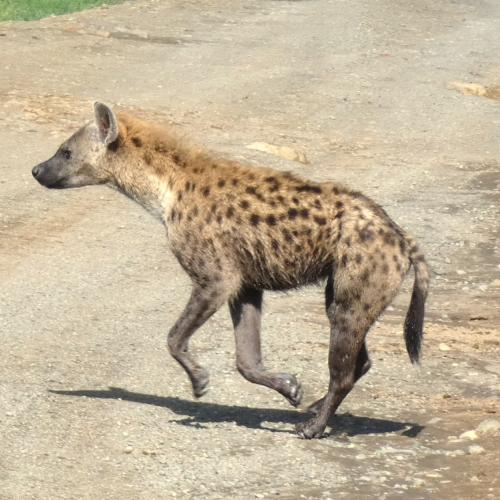 Hyena, Spotted