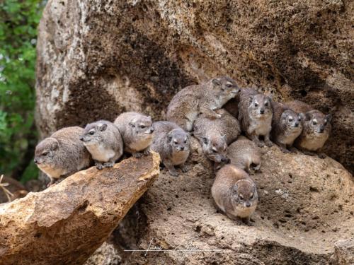 Hyrax
