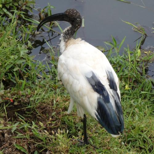 Ibis