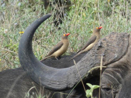 Oxpecker, Red-billed