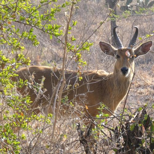 Reedbuck, Bohor