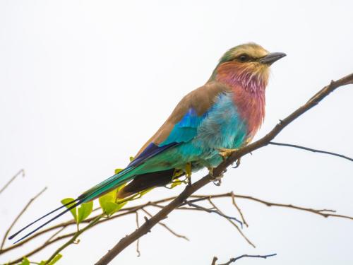 Roller, Lilac-Breasted