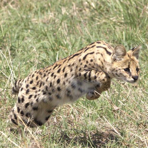 Serval