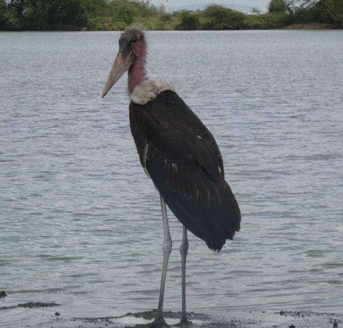 Stork, Marabou