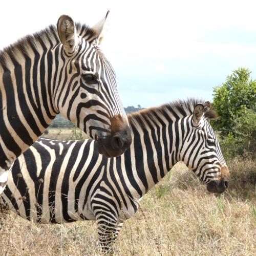 Zebra, Plains